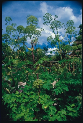 Picture of Angelica